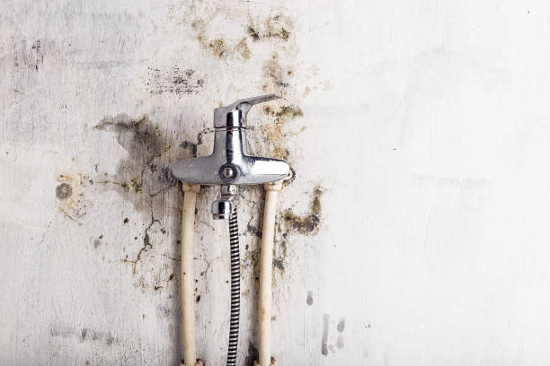 Best Best Mold Removal Companies  in Westernport, MD