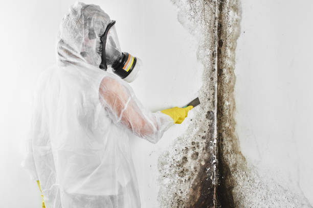 Best Crawl Space Mold Removal  in Westernport, MD