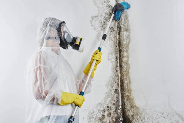Best Office Mold Removal Services  in Westernport, MD