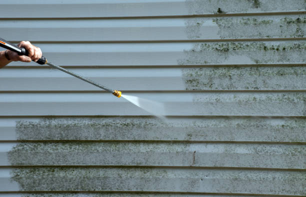 Best Mold Damage Repair  in Westernport, MD