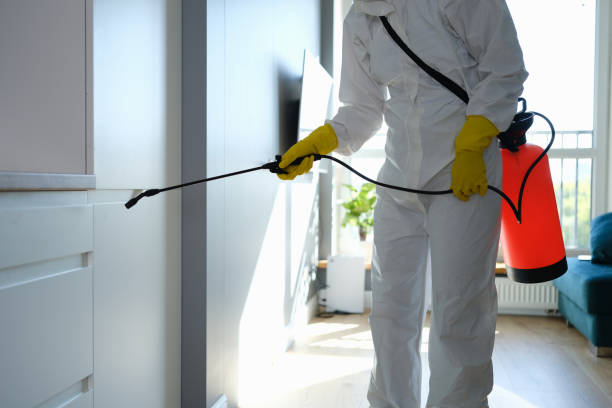 Best Attic Mold Removal  in Westernport, MD