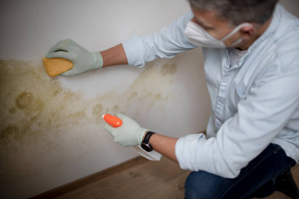 Best Black Mold Removal  in Westernport, MD