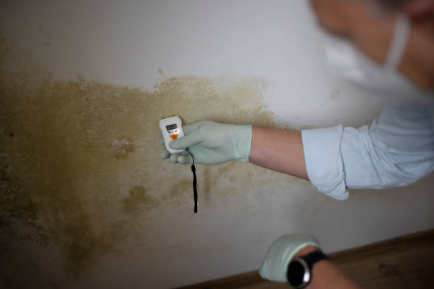 Best Attic Mold Removal  in Westernport, MD