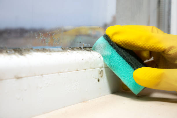 Certified Mold Removal in Westernport, MD