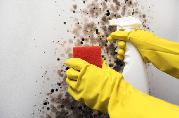 Best Certified Mold Removal  in Westernport, MD