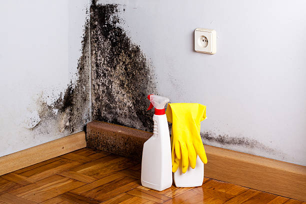 Best Local Mold Removal Service  in Westernport, MD